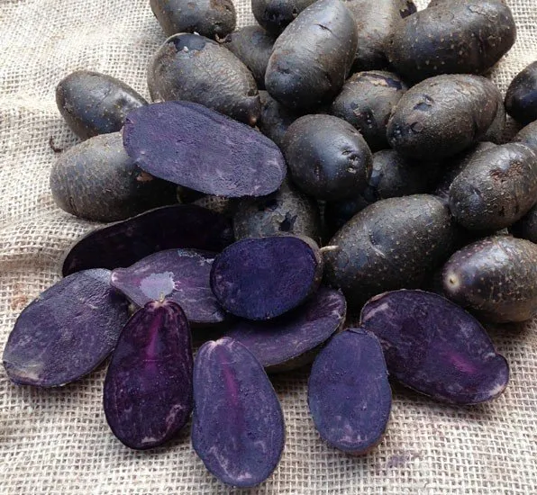 PATATA VIOLA FLEUR BLEUE DA SEMINARE 1,5KG