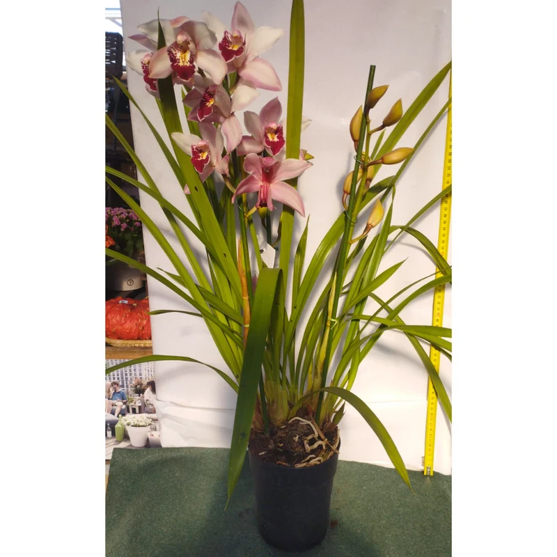 ORCHIDEA CYMBIDIUM COLORE ASSORTITO VASO 14CM