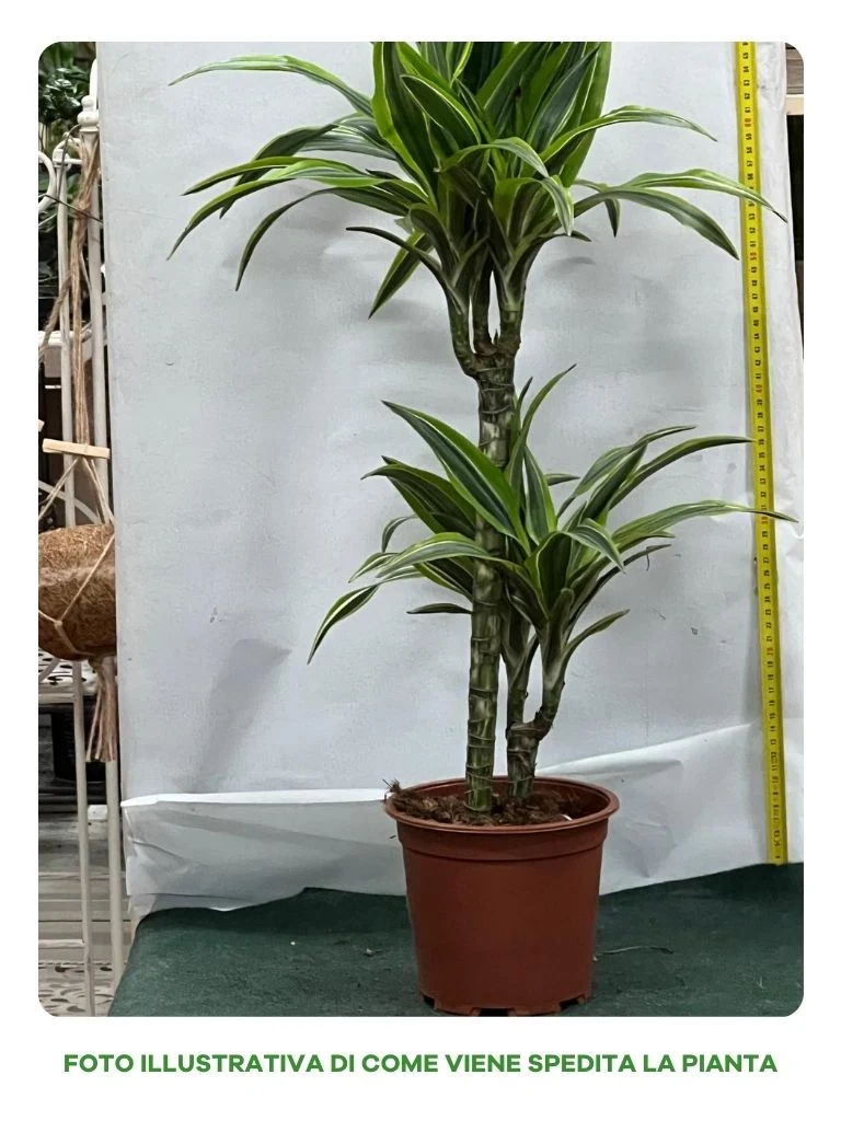 DRACENA LEMON H.45-15 CM, VASO 15CM