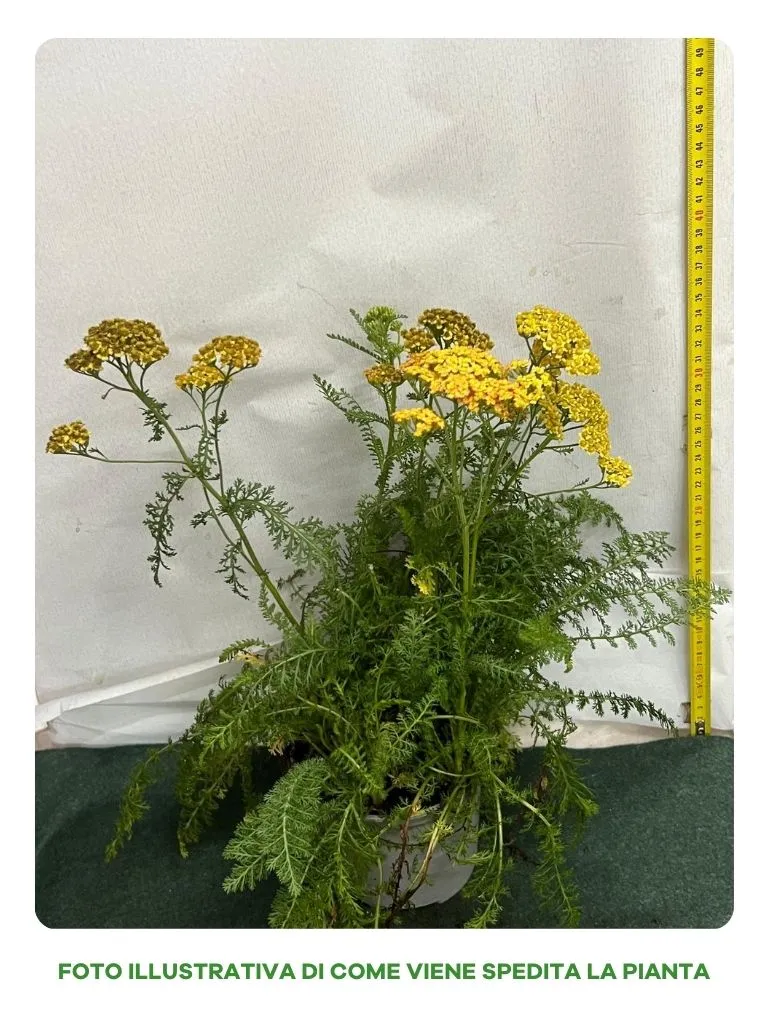 ACHILLEA MILLEFOLIUM, COLORE GIALLO, VASO DA 14CM