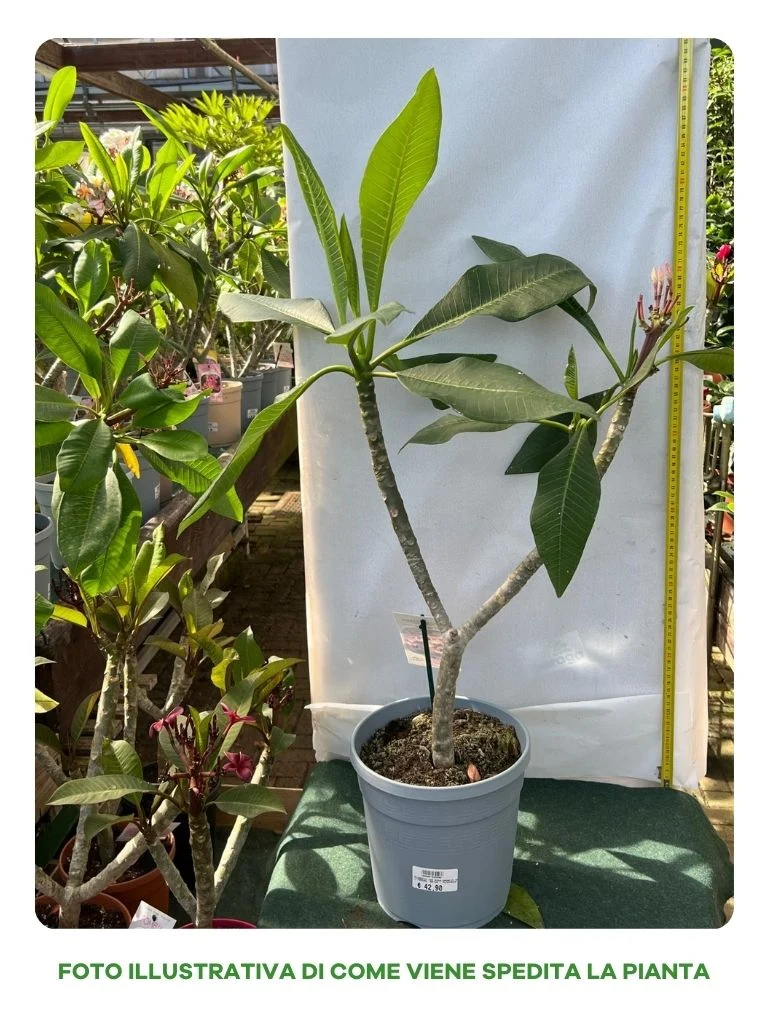 PLUMERIA POMELIA IN VASO 20CM ROSA E BIANCA, DIVINE