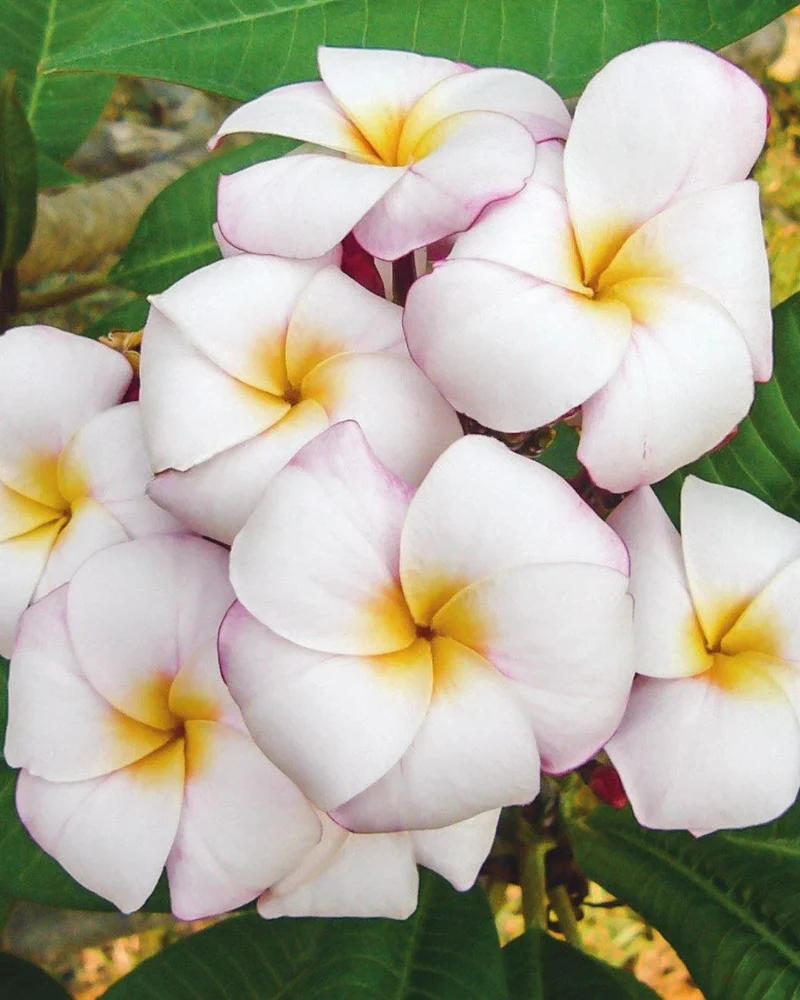 PLUMERIA POMELIA IN VASO 20CM MINI WHITE
