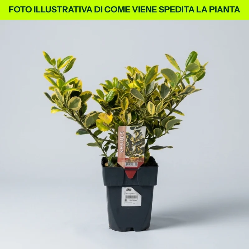 ILEX ALTACLERENSIS GOLDEN KING IN VASO DA 17CM