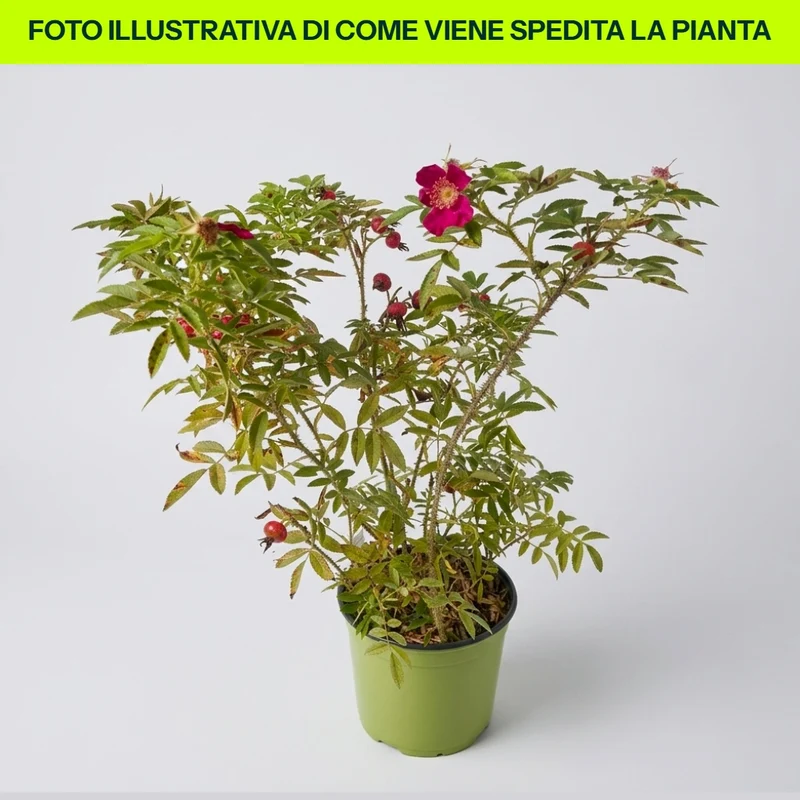 Rosa Rugosa Strandperle Amrum in vaso da 18cm