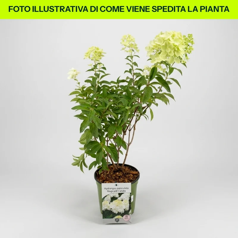 Hydrangea Paniculata Magical Candle in vaso da 18cm