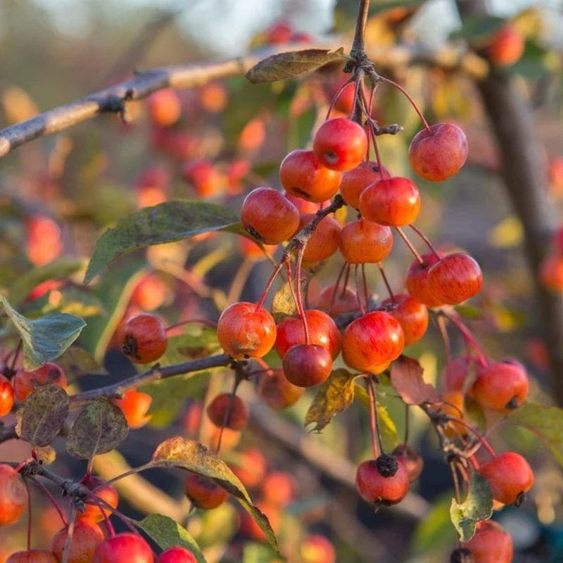 Malus Everest in vaso da 24cm