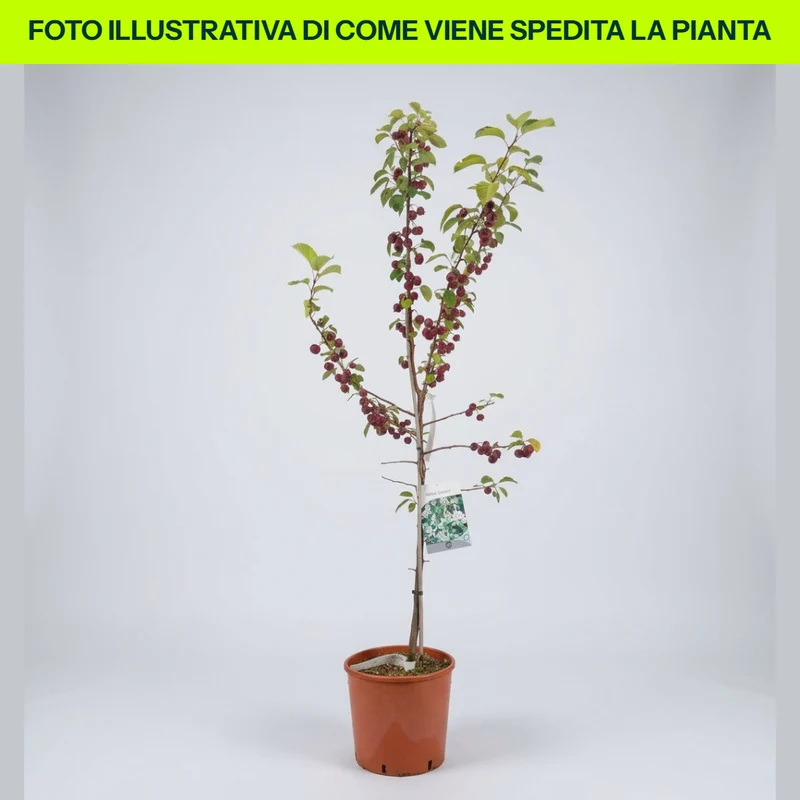 Malus Everest in vaso da 24cm