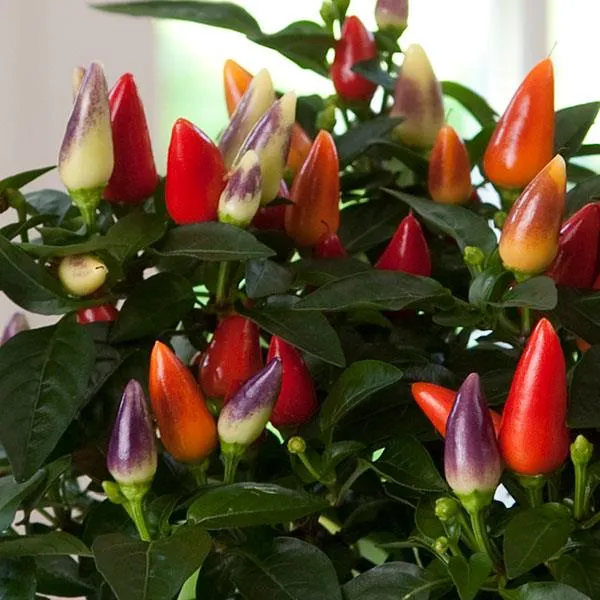CAPSICUM ANNUUM ACAPULCO PEPERONCINO ORNAMENTALE VASO 12CM