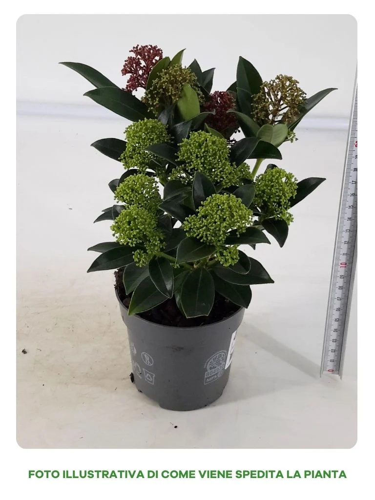 SKIMMIA JAPONICA RUBELLA BICOLOR IN VASO DA 15CM