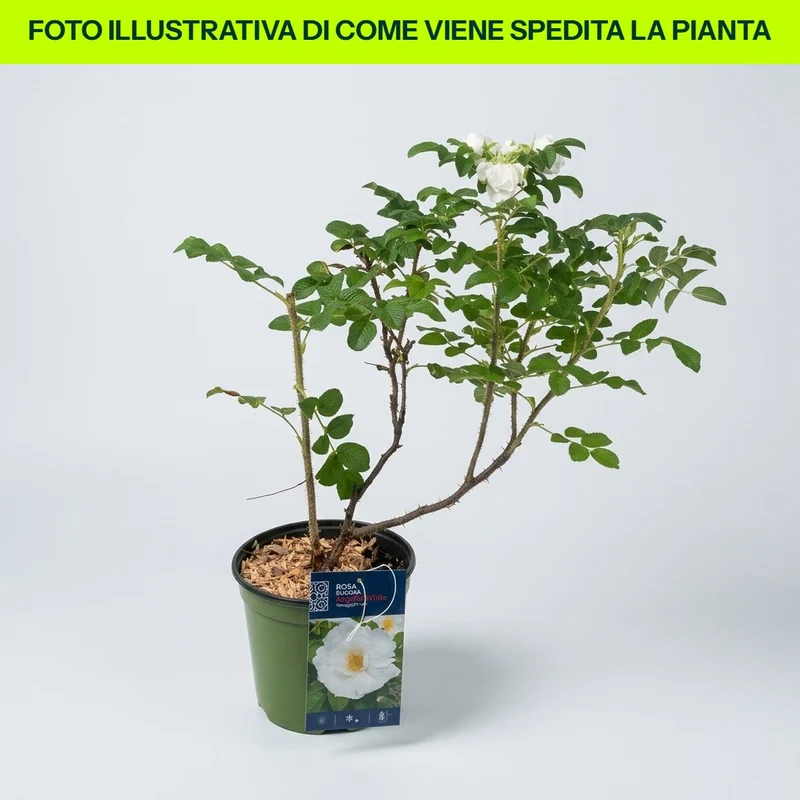 Rosa Rugosa Angelia Bianca in vaso da 18cm