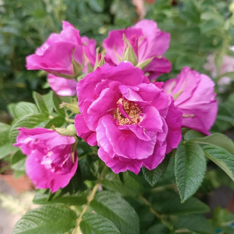 Rosa Rugosa Angelia Pink in vaso da 18cm