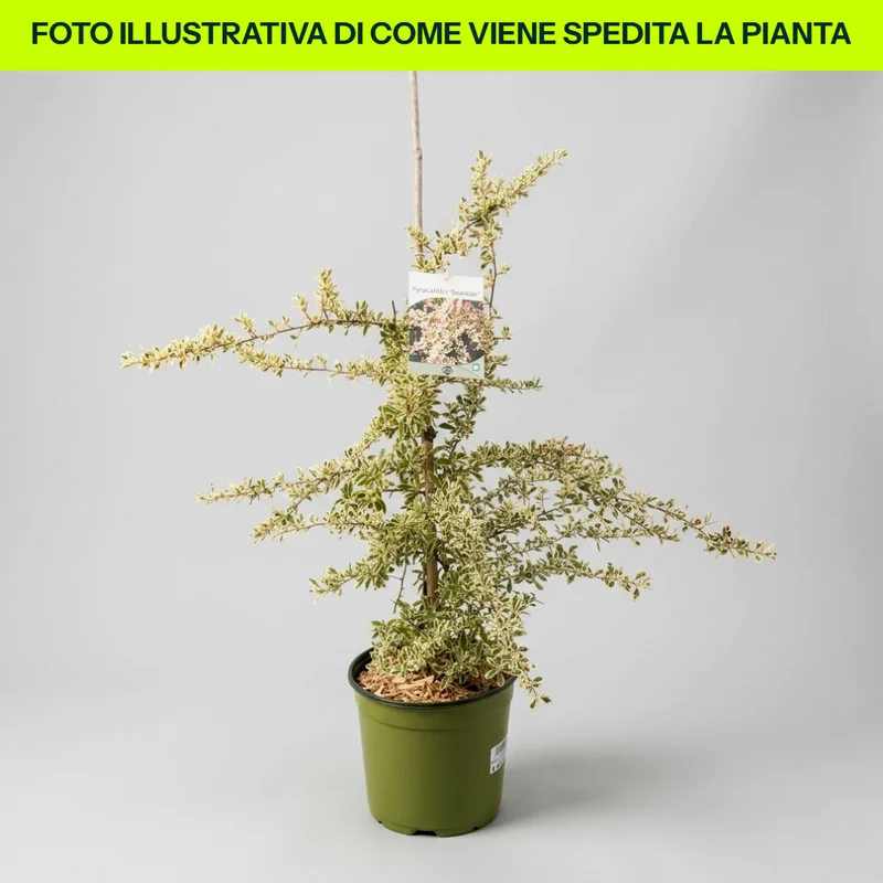 Pyracantha Sparkler in vaso da 18cm