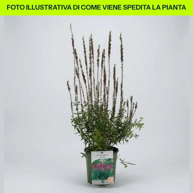 Lythrum Salicaria Robert in vaso da 18cm