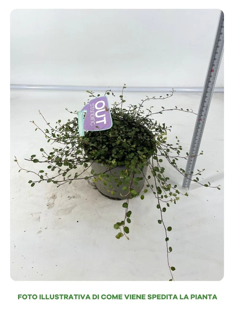 MUEHLENBECKIA IN VASO DA 17CM