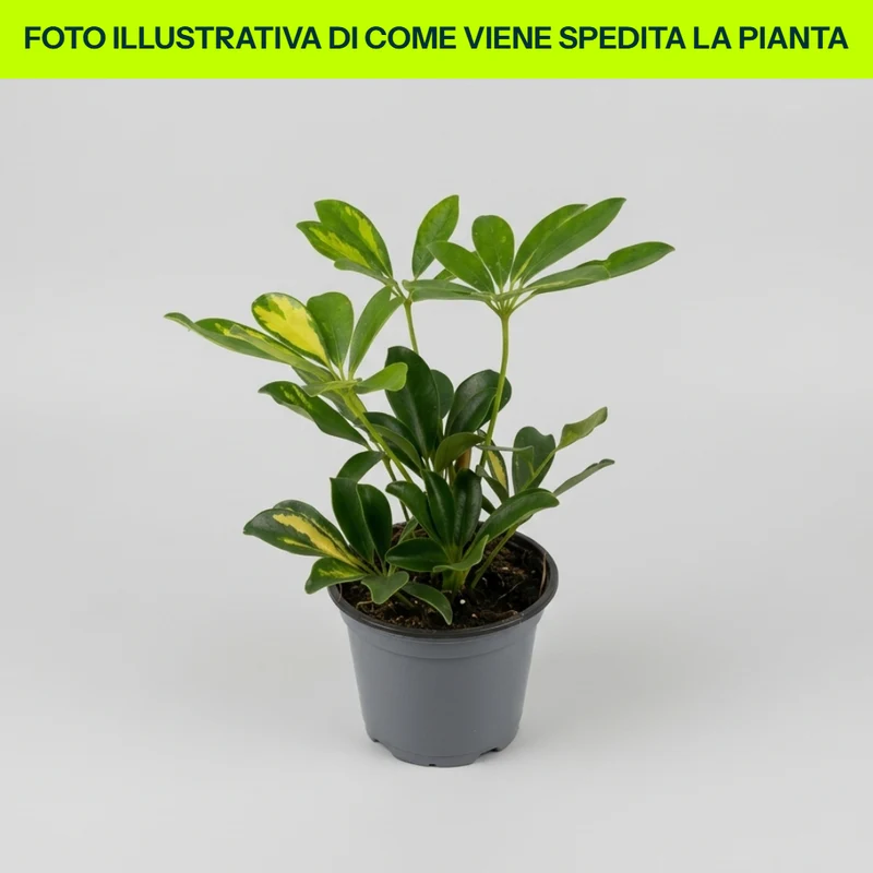 Scheflera Gold Capella in Vaso da 12cm