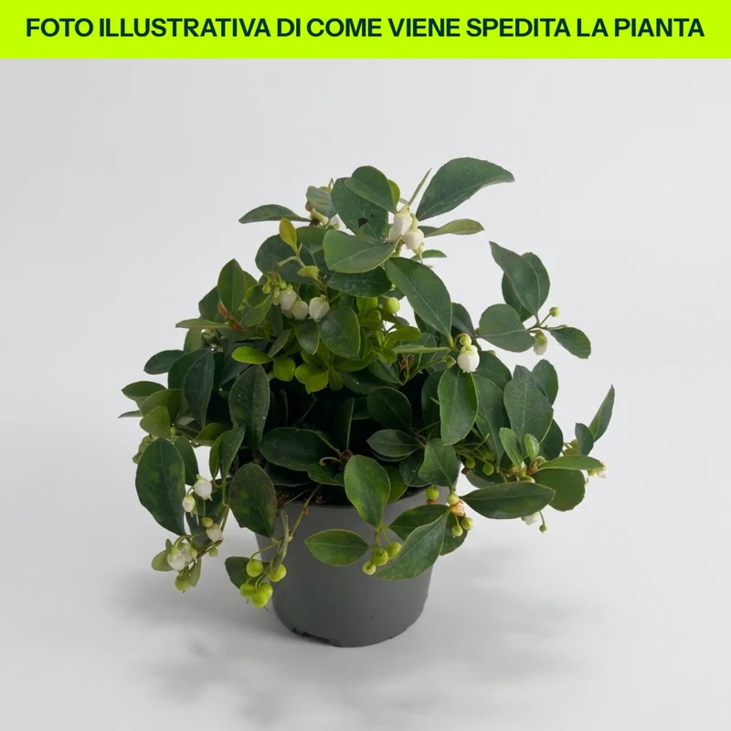 GAULTHERIA BIANCA IN VASO DA 12CM