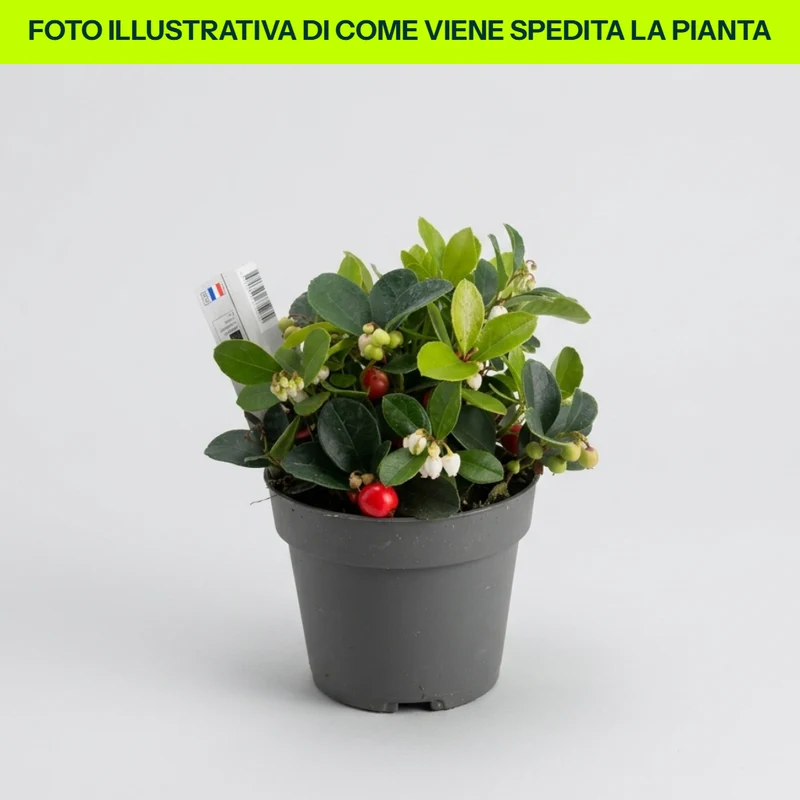 GAULTHERIA ROSSA IN VASO DA 12CM