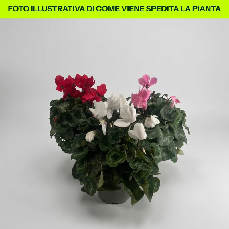 CICLAMINO MAMMOTH COLORI ASSORTITI VASO 17CM