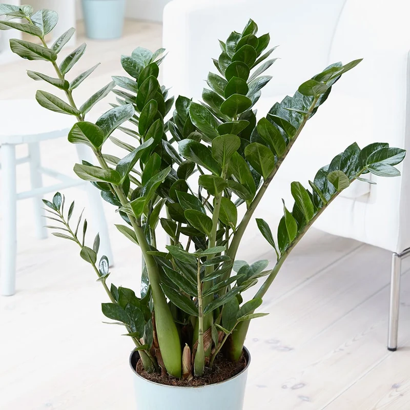 ZAMIOCULCAS IN VASO 14CM