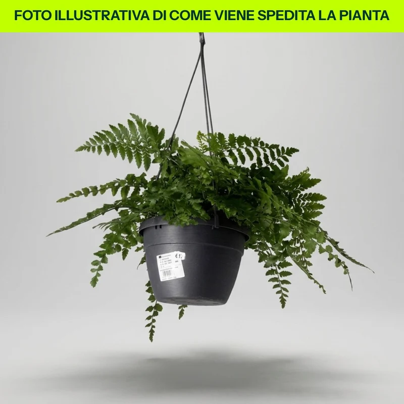 Asplenium Parvati in Vaso Basket da 20cm