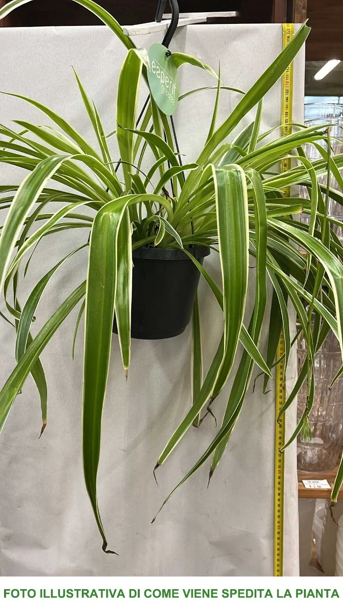 CHLOROPHYTUM COMOSUM VITATUM VARIEGATO VASO 17CM