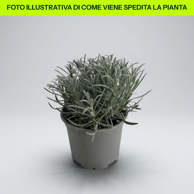 1 PIANTA DI LAVANDA VERA VASO 18CM