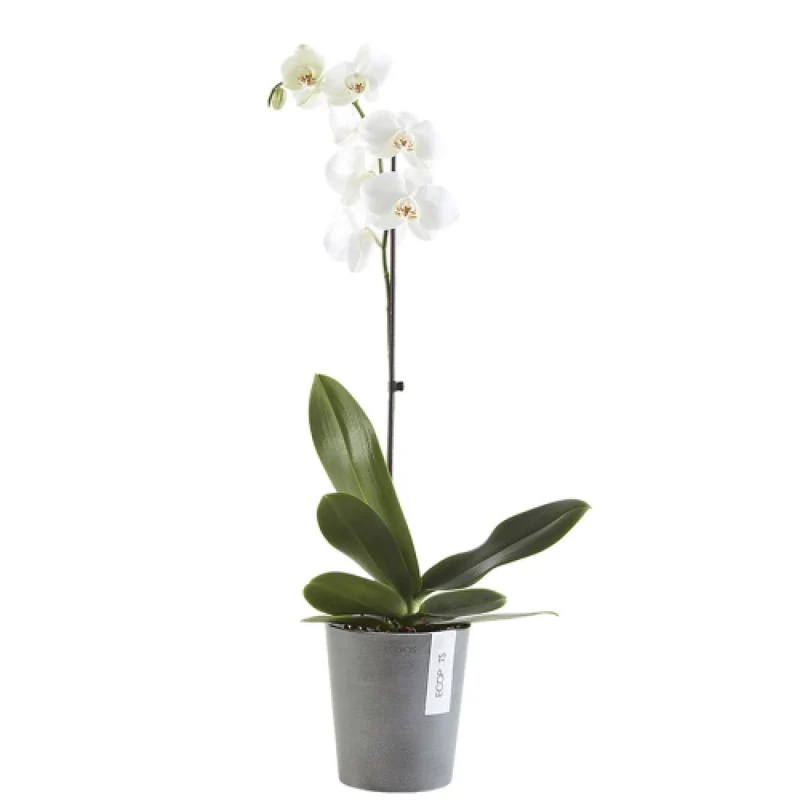 Vaso Per Orchidee Morinda D11 H12.5 Grigio Ecopots