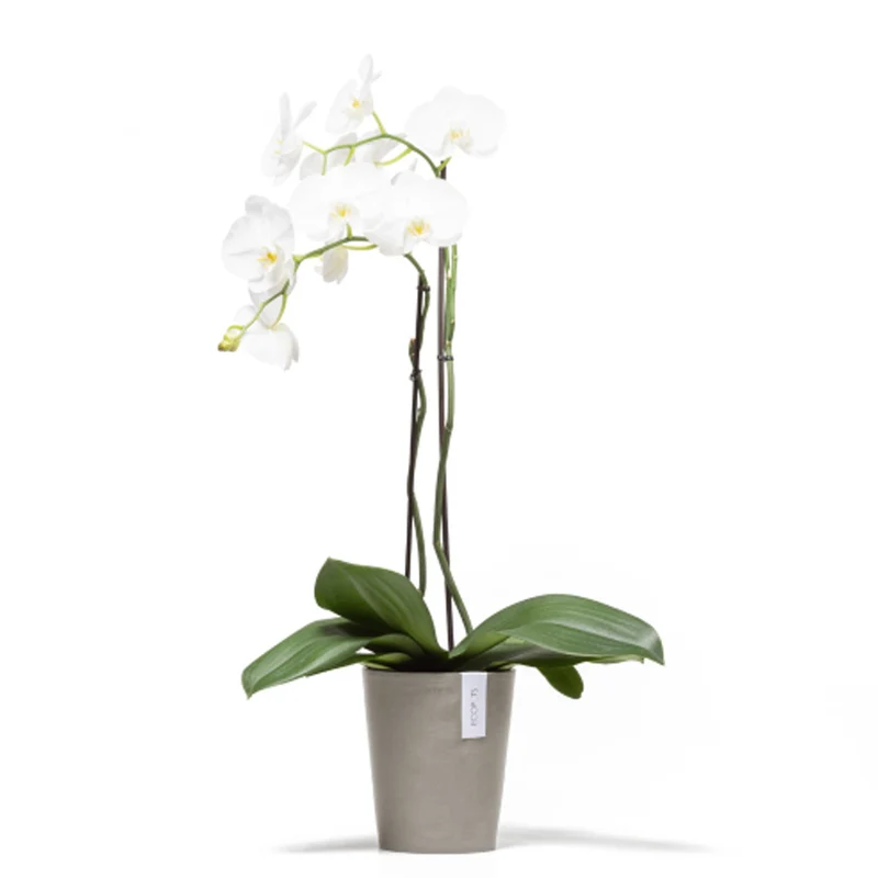 VASO DA TAVOLO ROTONDO MORINDA D14XH16CM TALPA