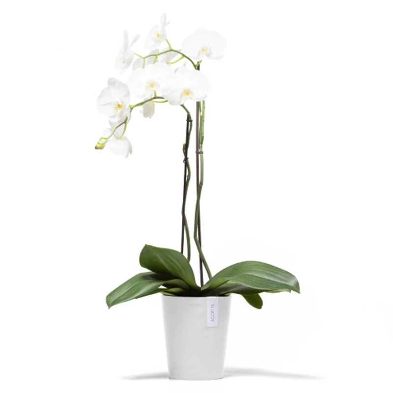 VASO DA TAVOLO ROTONDO MORINDA D11XH12,5CM BIANCO PURO