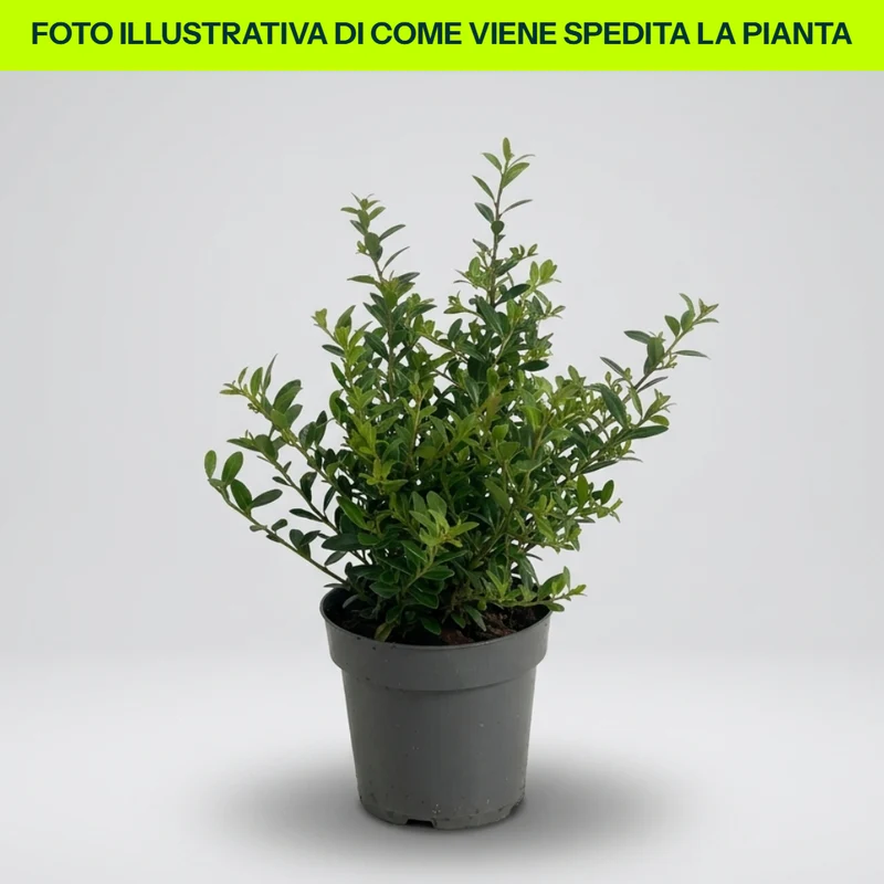 Ilex Crenata Convexa Stokes in vaso 9cm