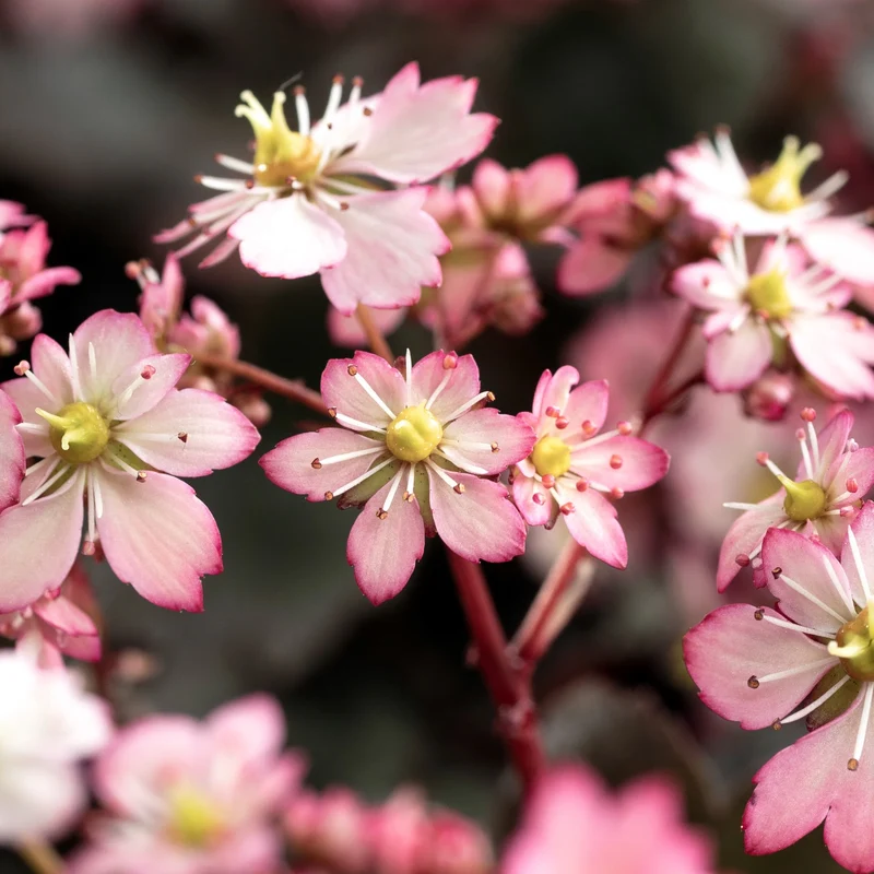 Saxifraga Cort. Dancing in vaso da 12cm