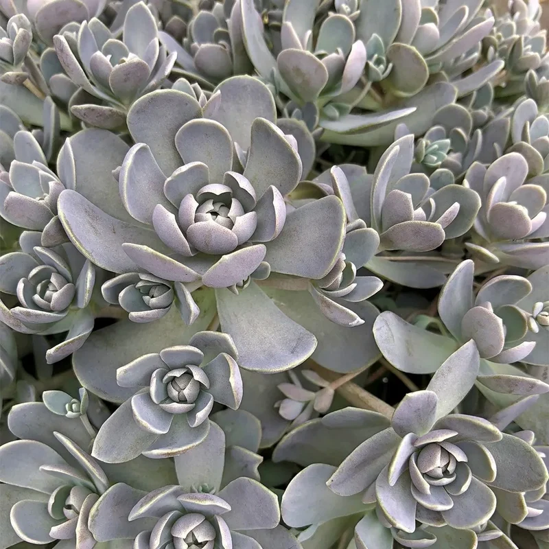Orostachys in vaso da 13cm