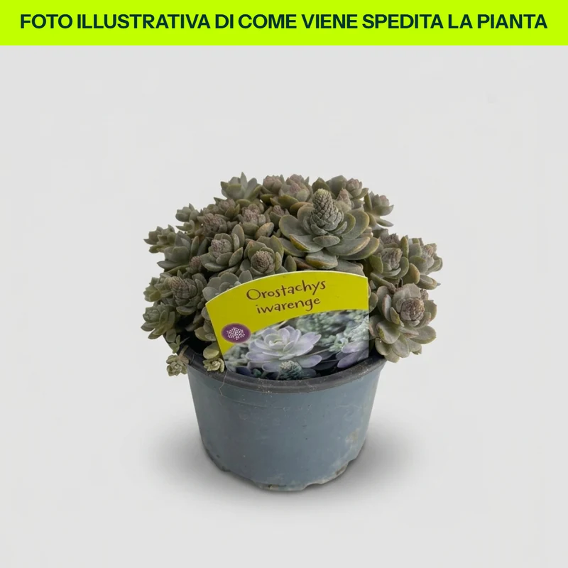 Orostachys in vaso da 13cm