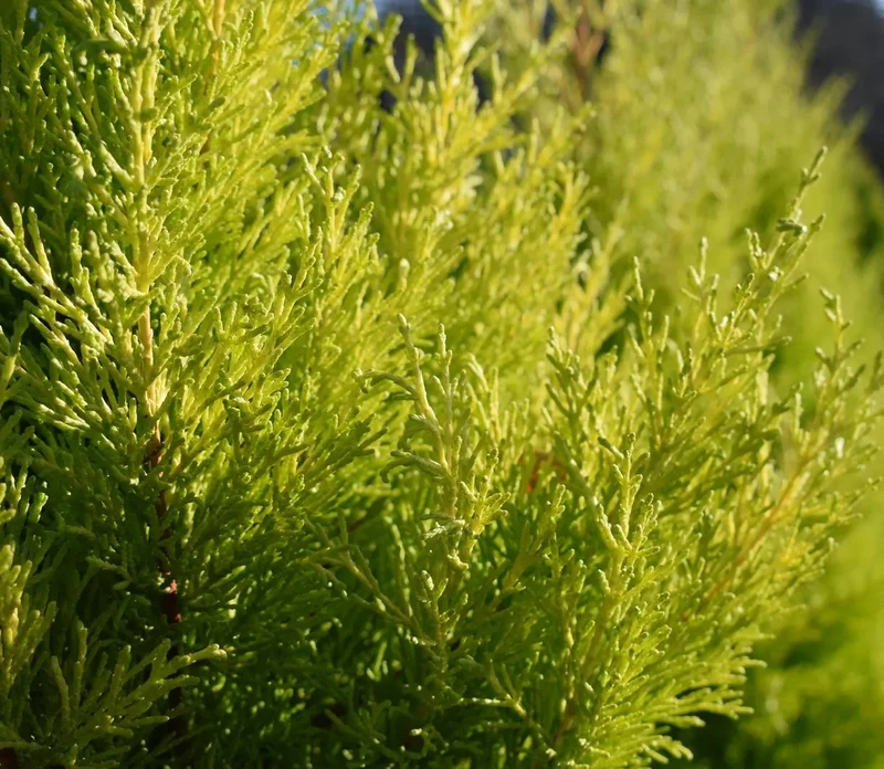 CUPRESSUS WILMA IN VASO DA 12CM