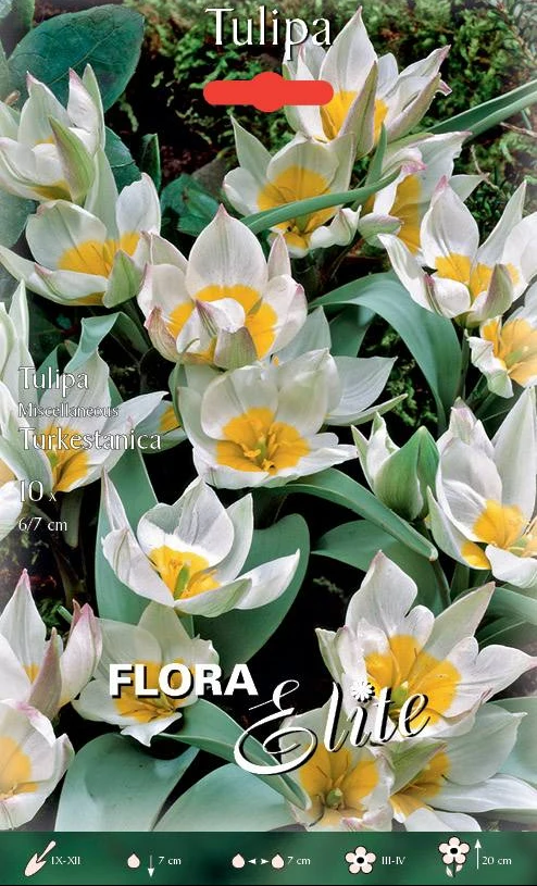 Bulbi di Tulipano Turkestanica 10 Bulbi
