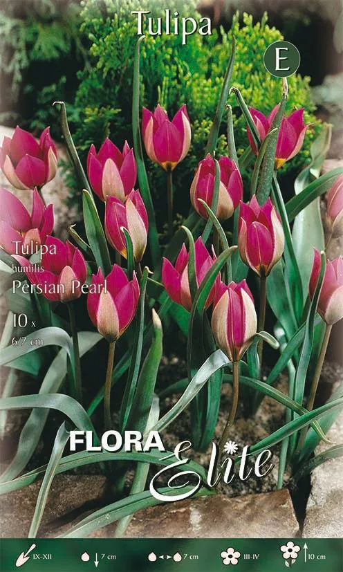 Bulbi di Tulipano Humilis Persian Pearl 10 Bulbi