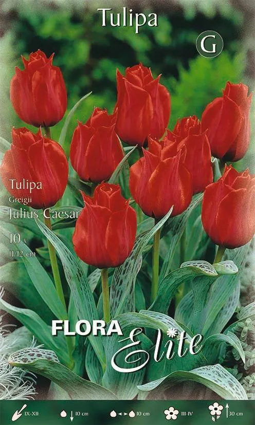 Bulbi di Tulipano Greigii Julius Caesar 10 Bulbi