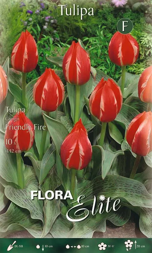 Bulbi di Tulipano Greigii Friendly Fire 10 Bulbi