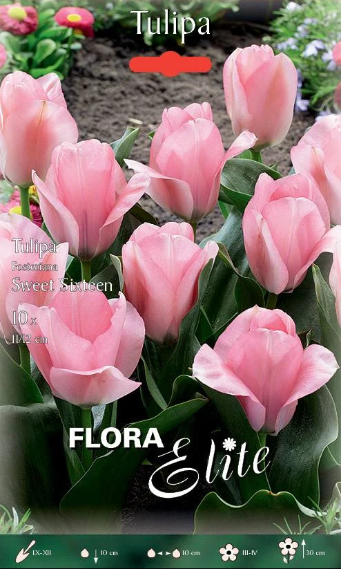 Bulbi di Tulipano Fosteriana Sweet Sixteen Rosa 10 Bulbi