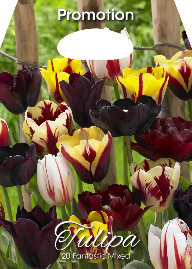 Mix Bulbi di Tulipano Fantasia 20 Bulbi