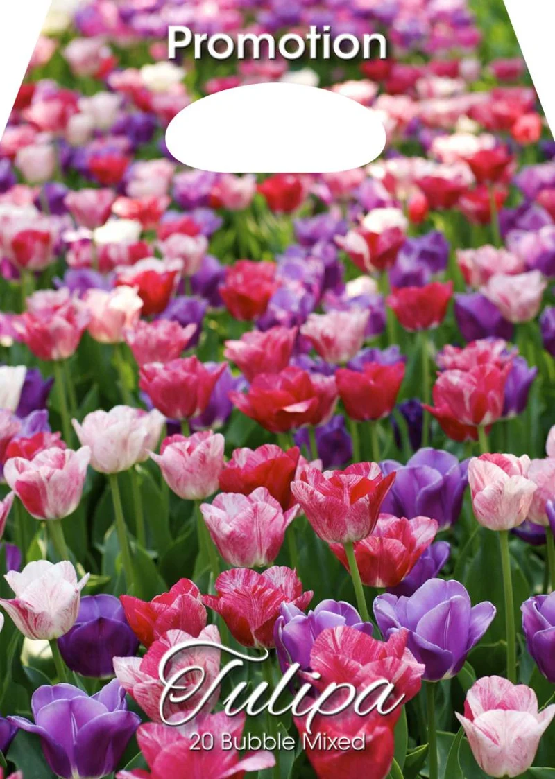 Mix Bulbi di Tulipano Bubble 20 Bulbi