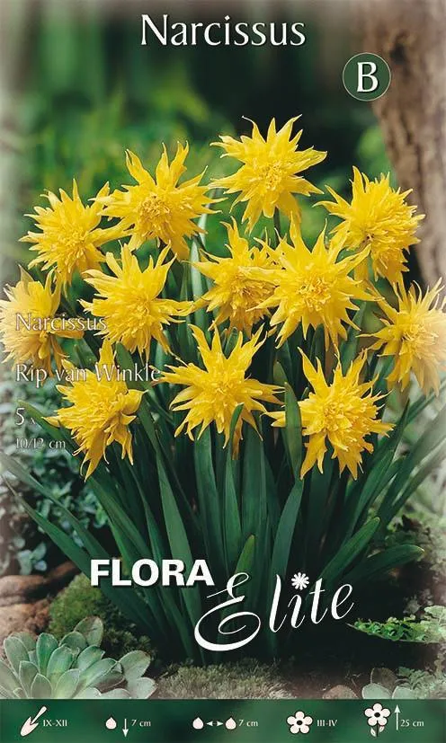 Bulbi di Narciso Rip van Winkle 5 Bulbi