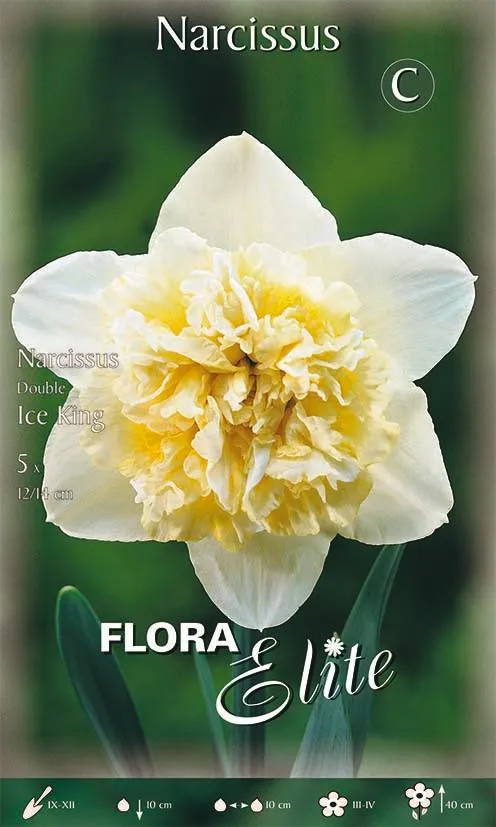 Bulbi di Narciso Double Ice King 5 Bulbi