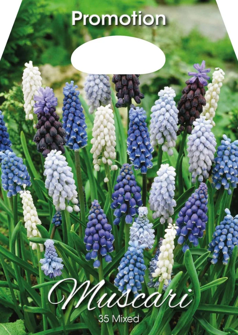 Mix Bulbi da Fiore Muscari Confezione 35 Bulbi