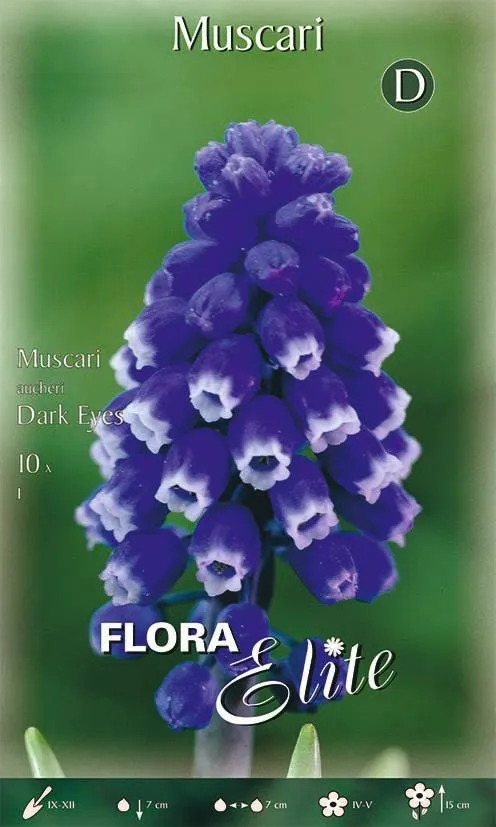 Bulbi di Muscari Aucheri Dark Eyes 10 Bulbi