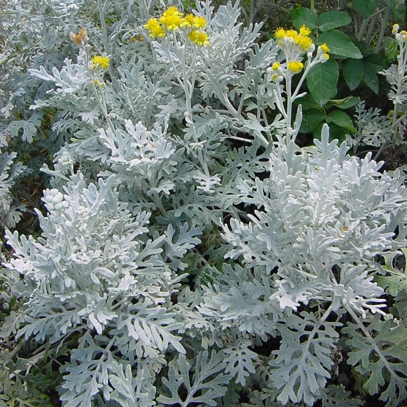 OFFERTA 3 PIANTE DI CINERARIA MARITTIMA VASO 10.5 CM