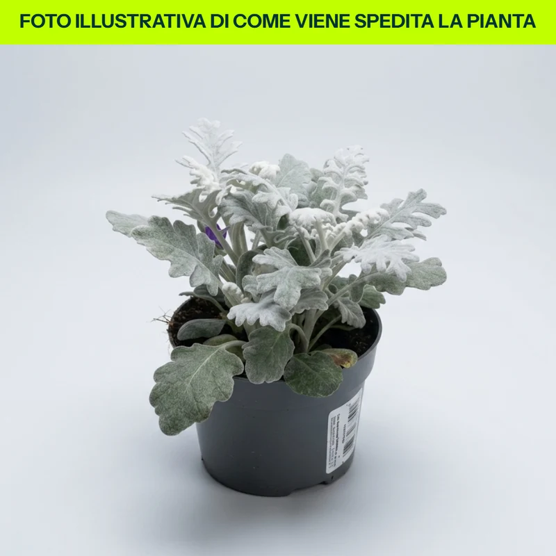 OFFERTA 3 PIANTE DI CINERARIA MARITTIMA VASO 10.5 CM