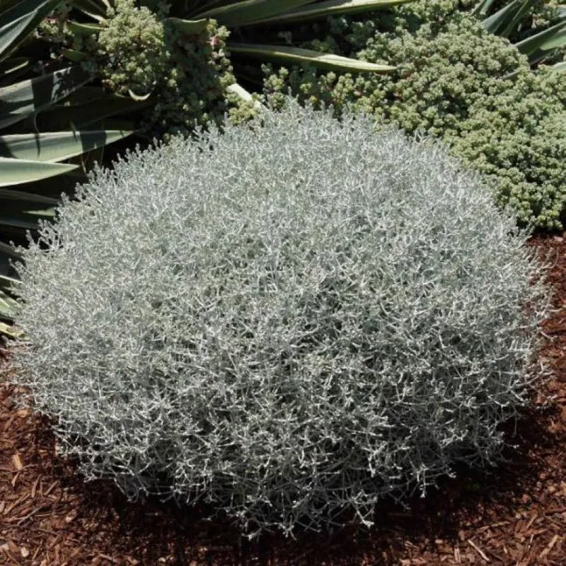 CALOCEPHALUS BROWNII VASO 13CM