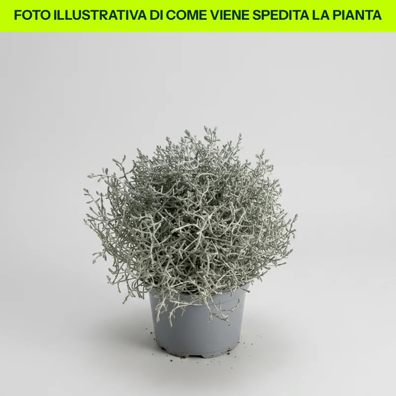 CALOCEPHALUS BROWNII VASO 13CM