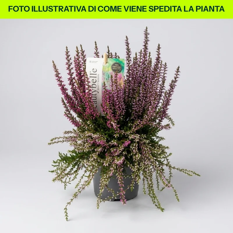 ERICA CALLUNA VULGRIS BEAUTY BELLE IN VASO 11CM